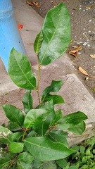 Ficus tinctoria