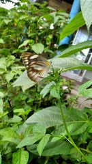 Appias libythea olferna