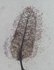 Stemonitis virginiensis