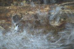 Stemonitis virginiensis