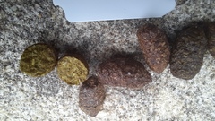 Pseudocheirus occidentalis