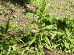 Malacothrix saxatilis