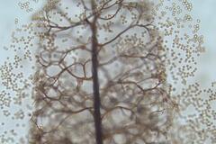 Stemonitis virginiensis