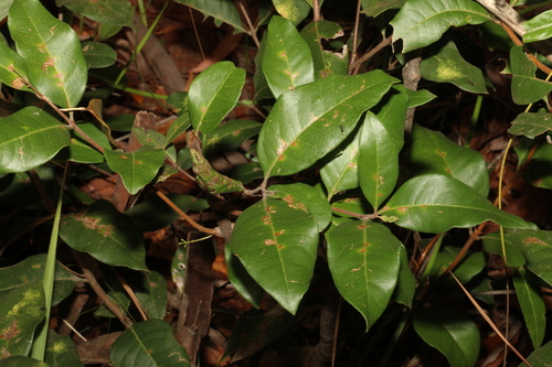 Image of Notelaea ovata by (c) Greg Tasney, some rights reserved (CC BY-SA)