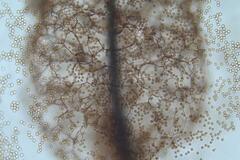 Stemonitis virginiensis