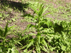 Malacothrix saxatilis