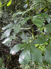 Pseudopanax crassifolius × lessonii