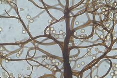 Stemonitis virginiensis