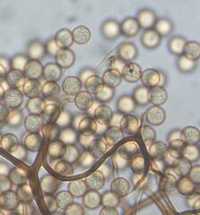 Stemonitis virginiensis