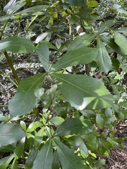 Pseudopanax crassifolius × lessonii