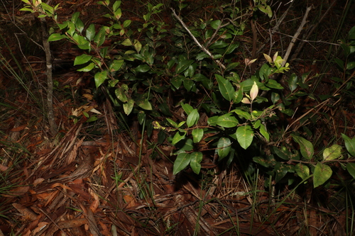 Image of Notelaea ovata by (c) Greg Tasney, some rights reserved (CC BY-SA)