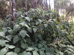 Plectranthus ecklonii