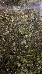 Lonicera fragrantissima