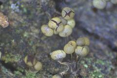 Physarum viride