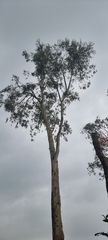 Eucalyptus polyanthemos