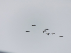 Pelecanus occidentalis