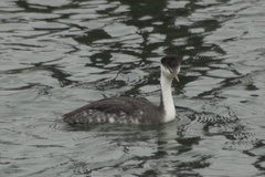 Aechmophorus occidentalis