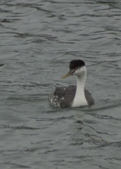 Aechmophorus occidentalis