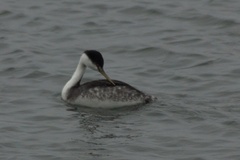 Aechmophorus occidentalis