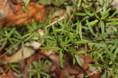 Pultenaea