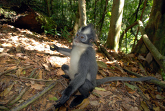 Thomas's Langur photo 3