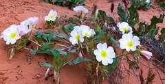 Oenothera deltoides