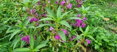 Celosia spicata