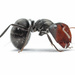 Camponotus ulcerosus - Photo (c) Mason S.,  זכויות יוצרים חלקיות (CC BY-NC), הועלה על ידי Mason S.
