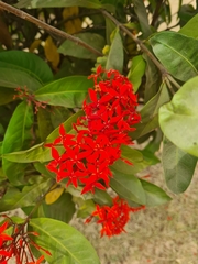 Ixora casei