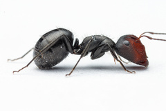 Camponotus ulcerosus
