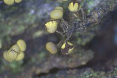 Physarum viride