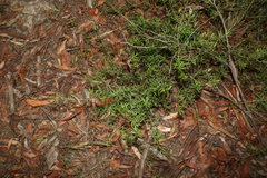 Pultenaea