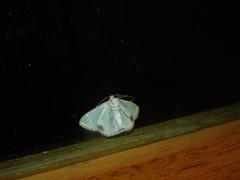 Eucyclodes buprestaria