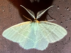 Chlorochlamys chloroleucaria