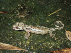 Cyrtodactylus brevipalmatus
