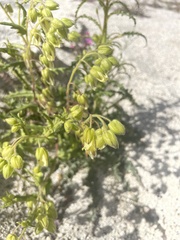 Emmenanthe penduliflora penduliflora