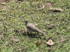 Geopelia striata