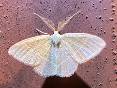 Chlorochlamys chloroleucaria