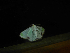 Eucyclodes buprestaria