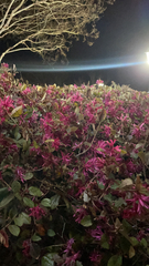 Loropetalum chinense