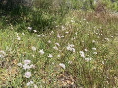 Allium haematochiton