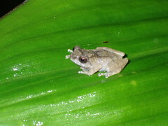 Raorchestes parvulus
