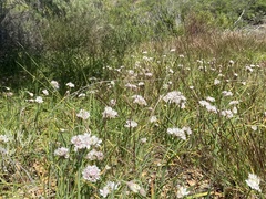 Allium haematochiton