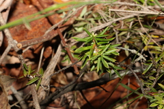 Acrotriche aggregata