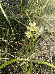 Toxicoscordion fremontii