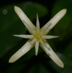 Acronychia baeuerlenii