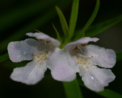 Westringia blakeana