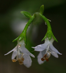 Teucrium junceum