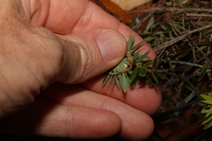 Acrotriche aggregata