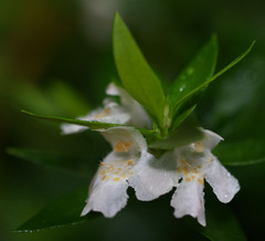 Westringia amabilis
